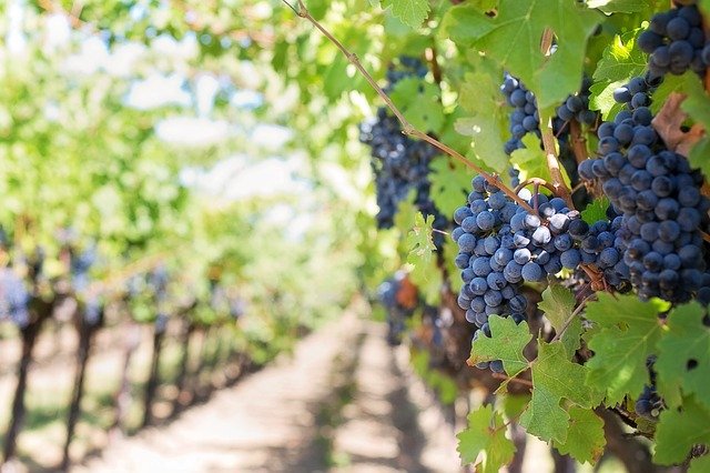A la découverte des meilleures régions viticoles de France